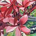 Hot Pink Plumeria
