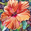 Tropical Hibiscus 5