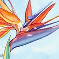 Bird of Paradise III