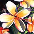 Kauai Rainbow Plumeria