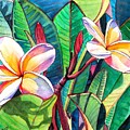 Plumeria Garden