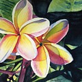 Rainbow Plumeria