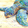 Turtle at Poipu Beach 4
